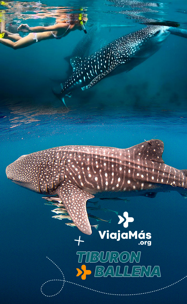 Tiburon_Ballena_viajamas
